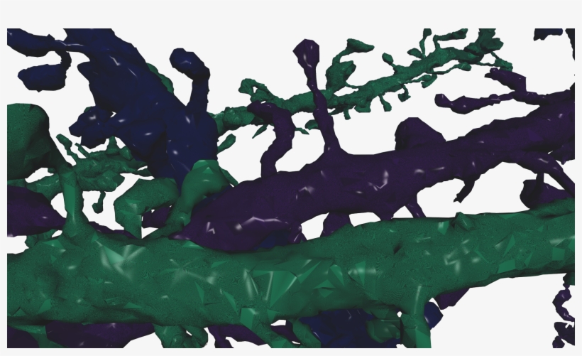 Neurons Synapse - Neuron, transparent png download