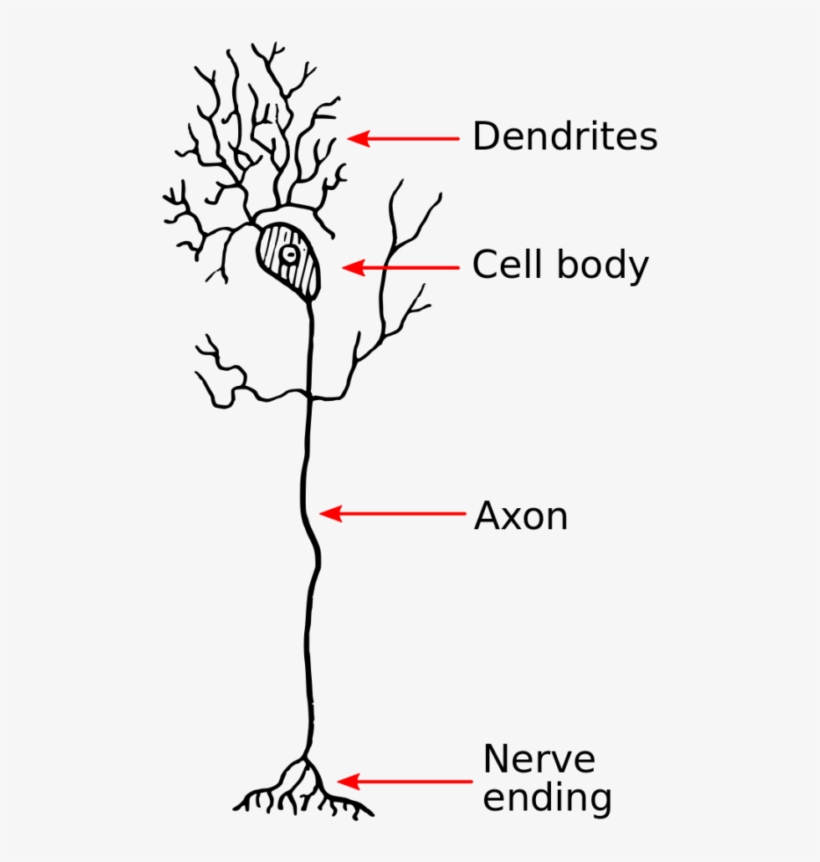 Neuron - Model Of A Dendrite, transparent png download