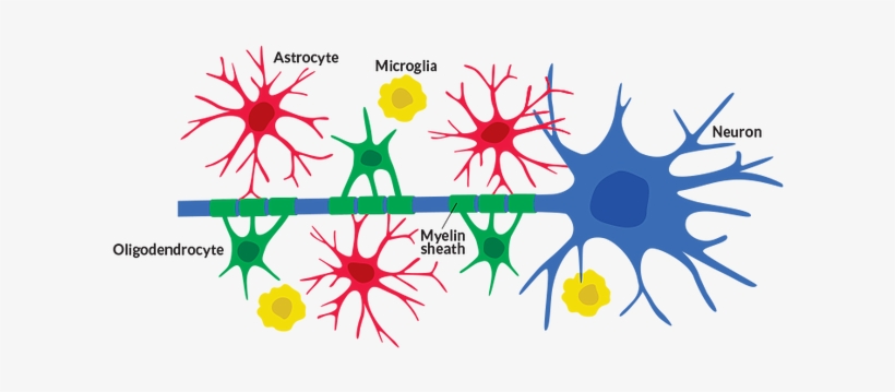 Neuron Clipart Astrocyte - Celulas Gliales Y Neuronas, transparent png download