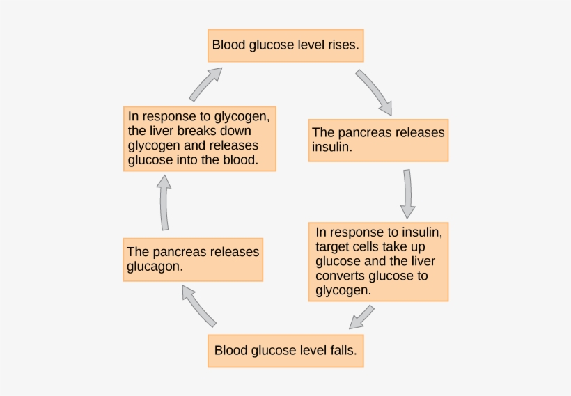 When Blood Glucose Levels Fall, The Pancreas Secretes - Feedback Loop Of Blood Glucose Control, transparent png download