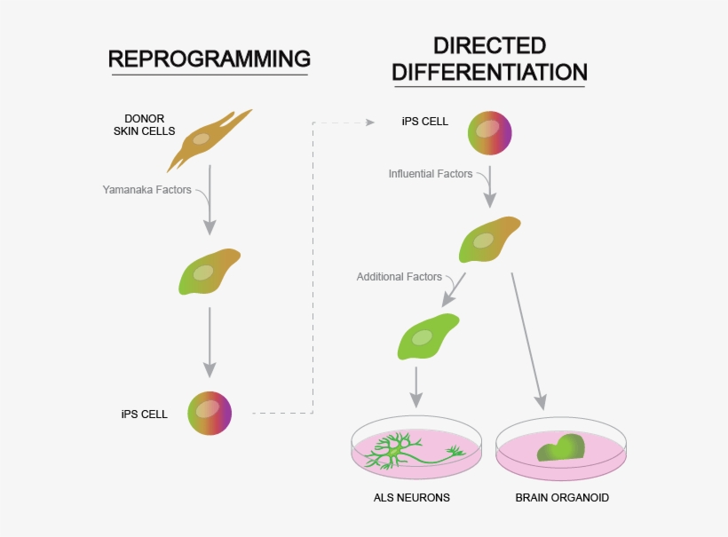 The Process Of Reprogramming Mature Skin Cells To Revert - Brain Organoids Motor Neurons, transparent png download