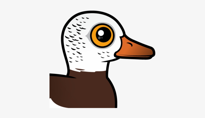 The White-winged Duck Is A Large Species Of Duck Native - Design, transparent png download