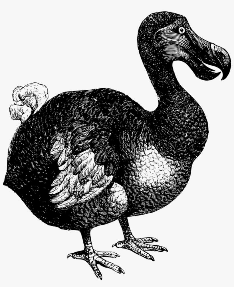 Dodo Bird, transparent png download