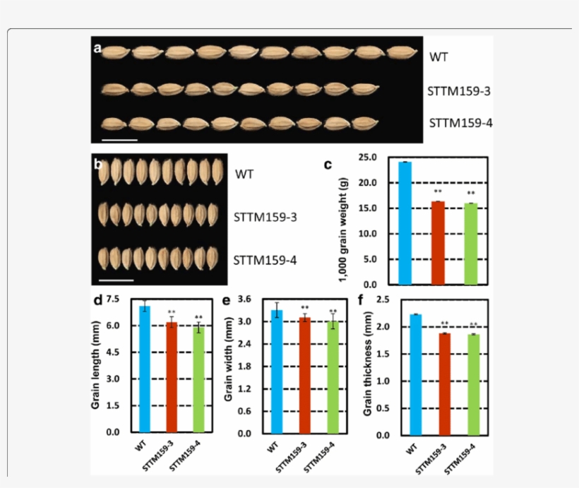 Detailed Grain Features In Sttm159 Transgenic Plants - Wild Type, transparent png download