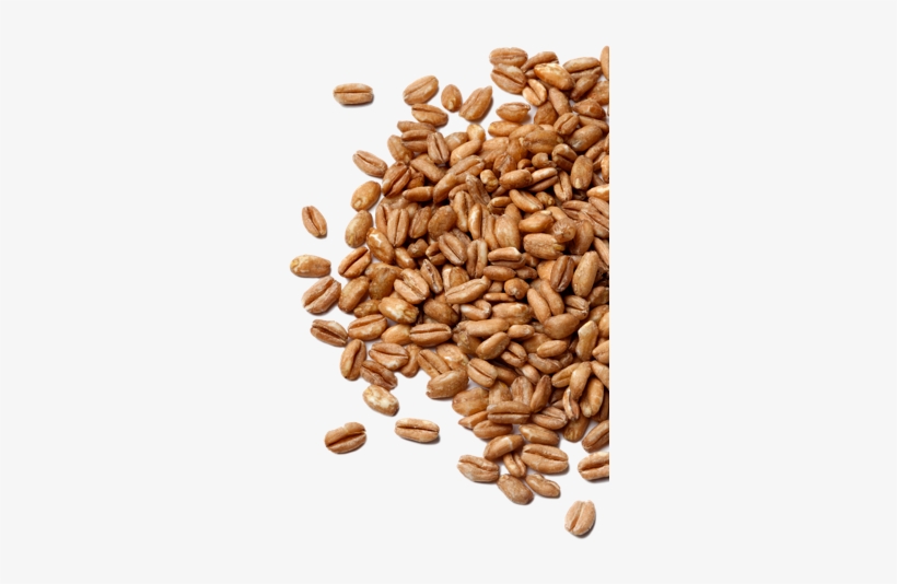Farro Grain - Farro, transparent png download