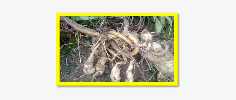 5-2601617x6 - Tuber, transparent png download