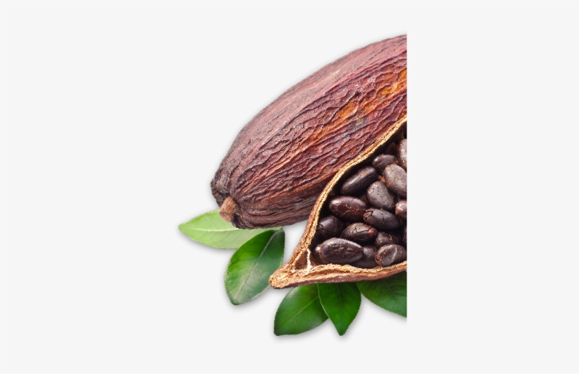 Cacaonibs Png, transparent png download