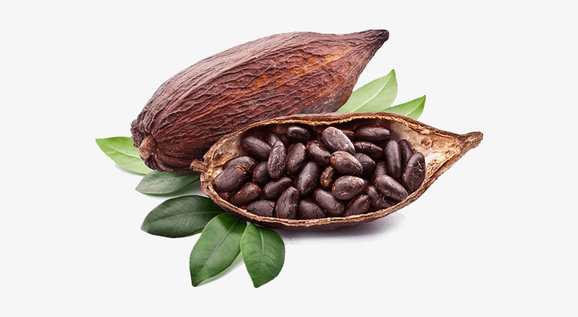 Cacao - Cocoa Fruit, transparent png download