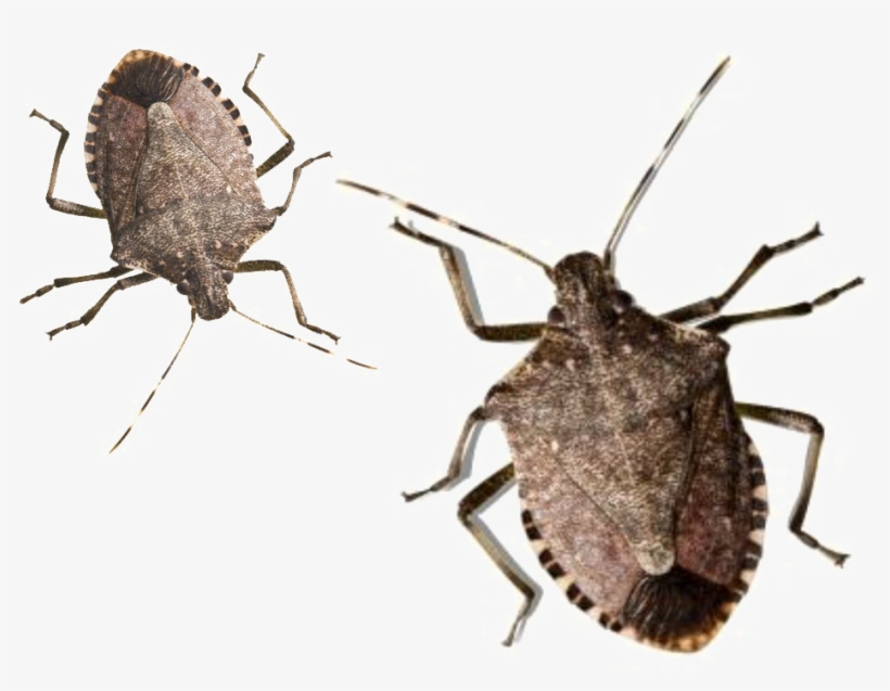 Stink Bug Png Pic - Outside Bugs, transparent png download