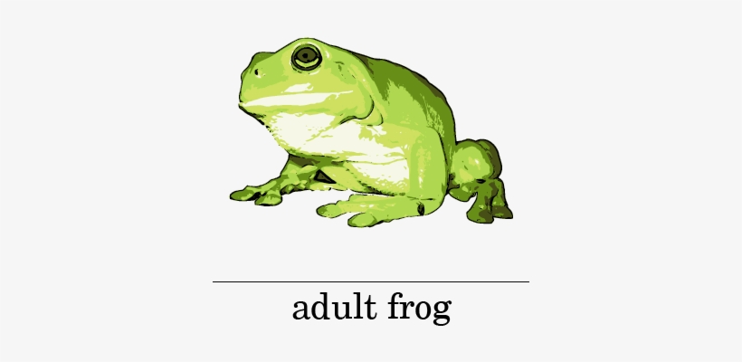Picture - Frog Life Cycle Young Frog, transparent png download