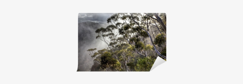 American Pitch Pine, transparent png download