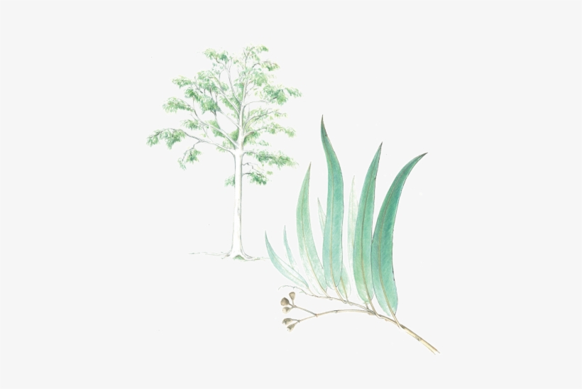 Lemon-scented Gum, transparent png download