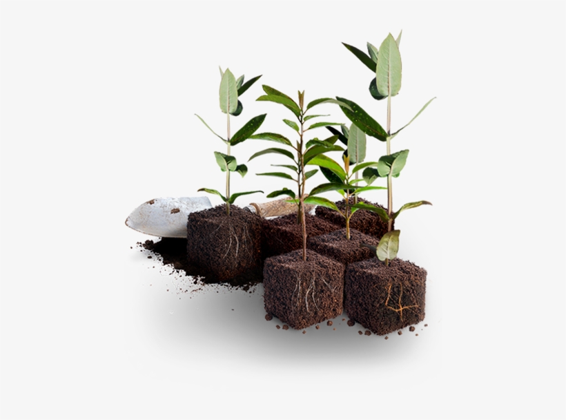 Plant Tree - Tree, transparent png download