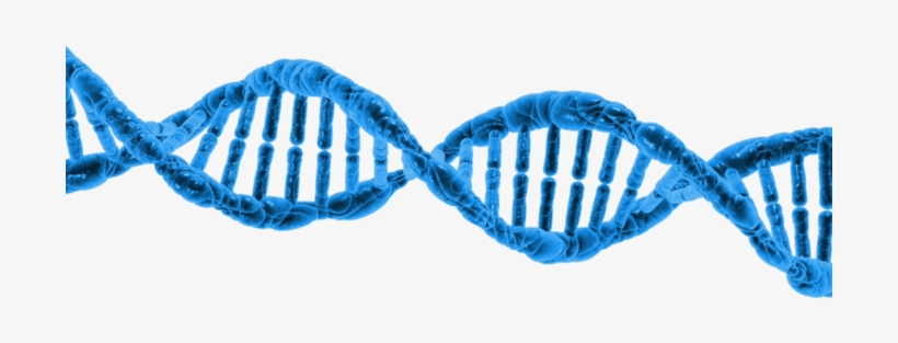 Dna Png - Missing Link: What It Means, transparent png download