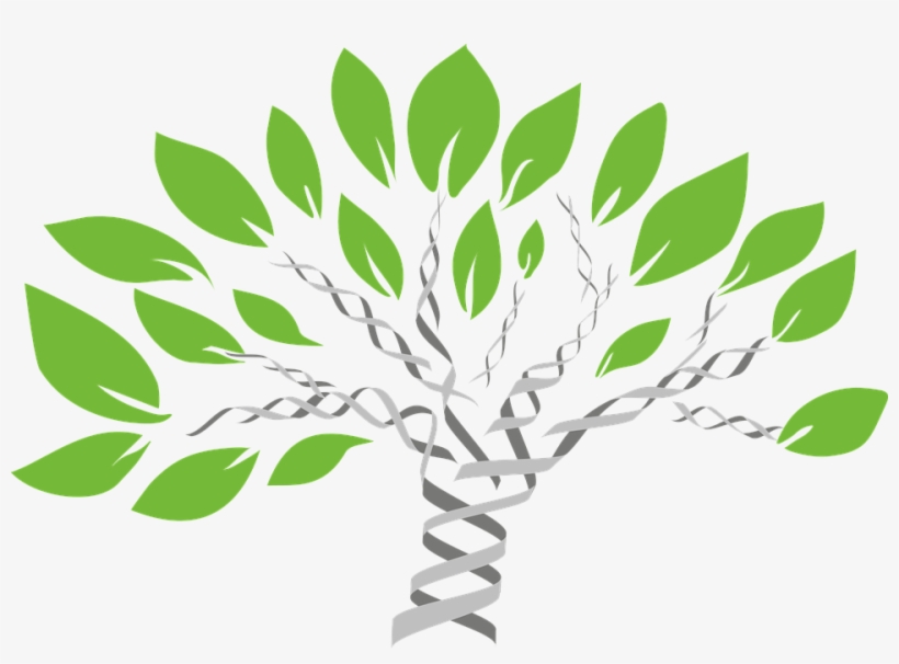 Growing Your Business Through Adaptation - Dna Family Tree, transparent png download