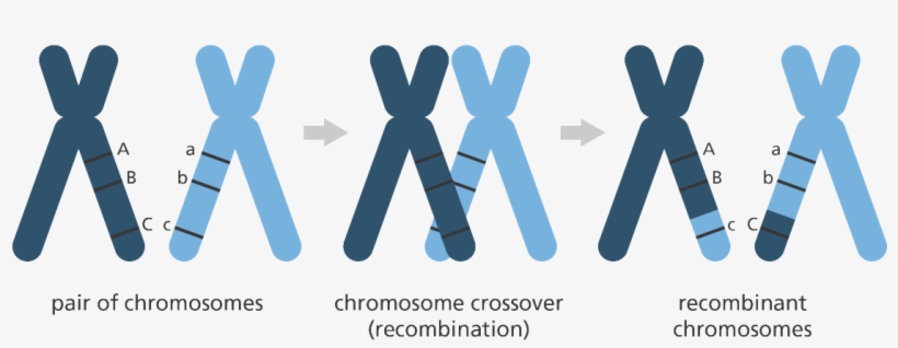 Illustration - Genetic Recombination, transparent png download