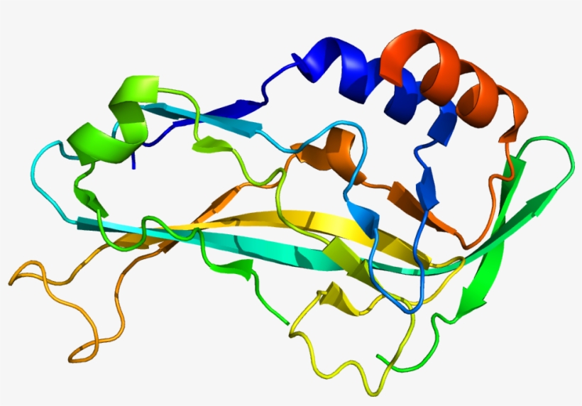 Protein Tbx5 Pdb 2x6u - T Box 2 Gene, transparent png download