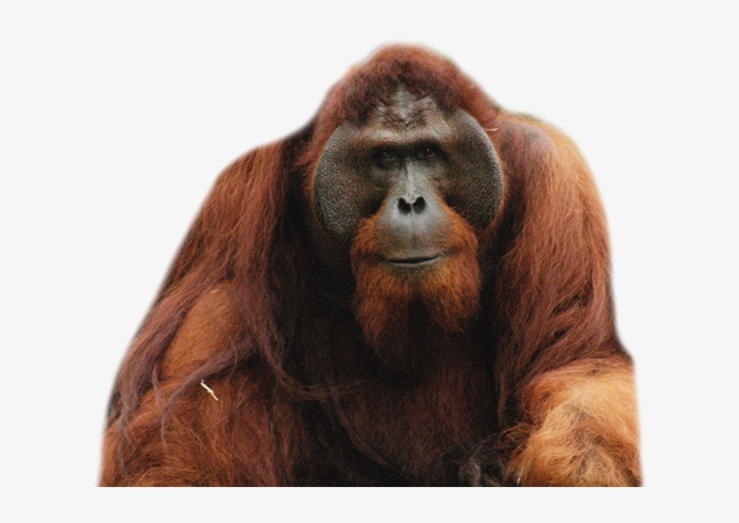 Orangutan Png - Orang Utan, transparent png download