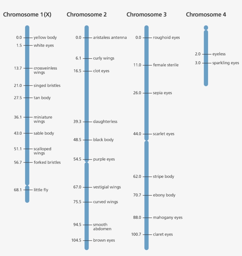 Illustration - Gene Mapping, transparent png download