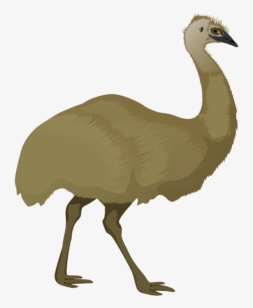 Clipartlord Com Exclusive The Emu Is Largest Flightless - Emu Clipart Png, transparent png download