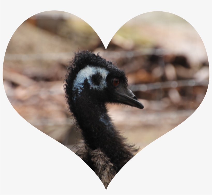 View Larger Image - Emu Oil, transparent png download