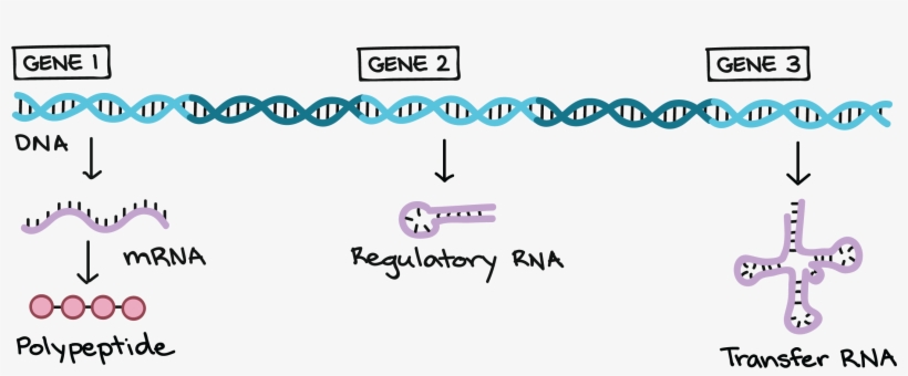 Dna Structure Clipart Genetic Trait - Genes Located On Dna, transparent png download
