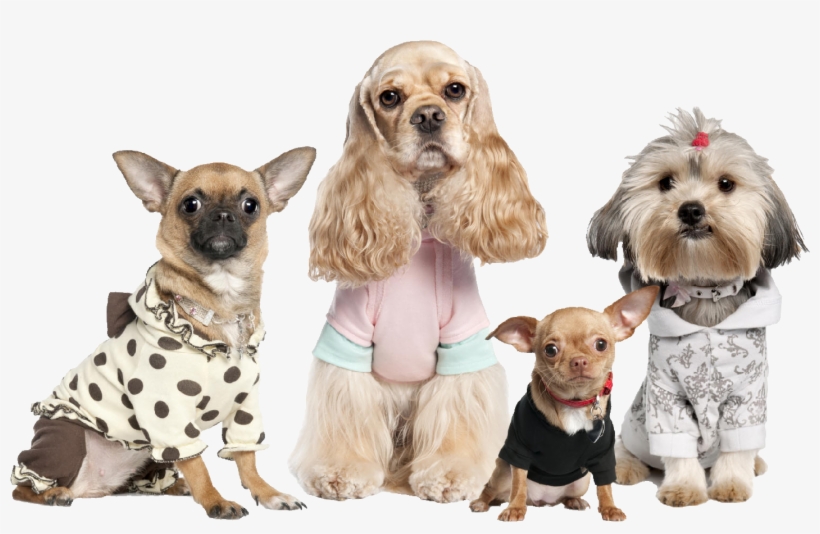 The Woofin' Paws Pet Fashion Show Starts At 11 A - Chihuahua, Shih Tzu, And Cocker Spaniel Dressed Up, transparent png download
