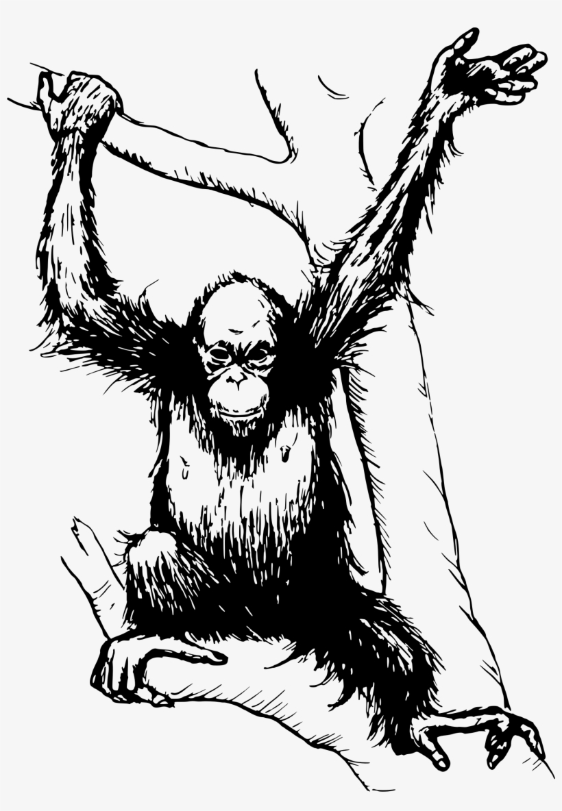 Orangutan Png, transparent png download