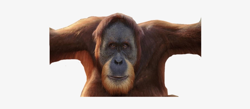 Orangutan Png - Male Orangutan Without Flanges, transparent png download