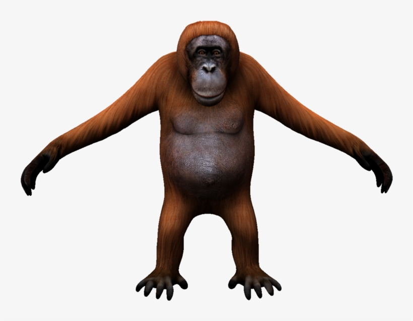 Orangutan - Monkey, transparent png download