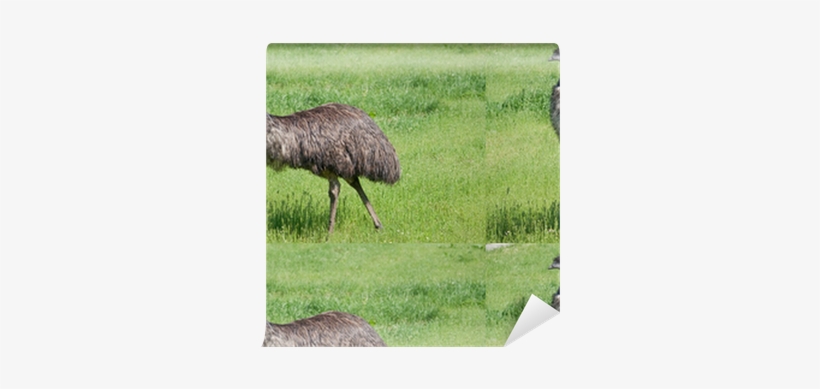 Emu, transparent png download