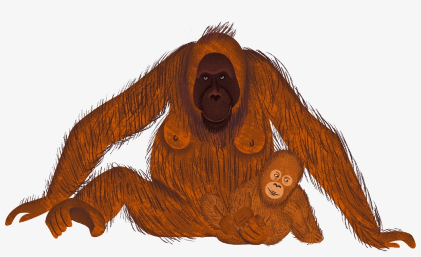 Orangutan, transparent png download