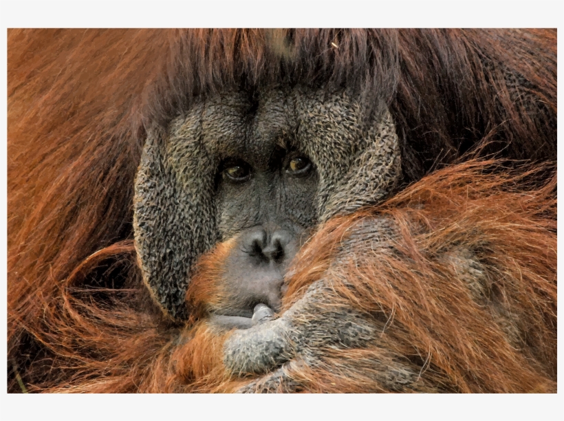 Medium Image, transparent png download