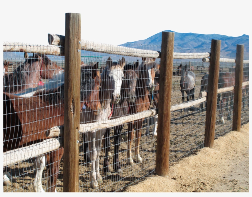 Horse, transparent png download