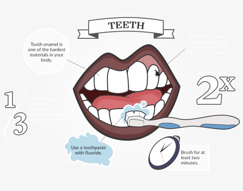 Tour Of The Mouth - Human Tooth, transparent png download
