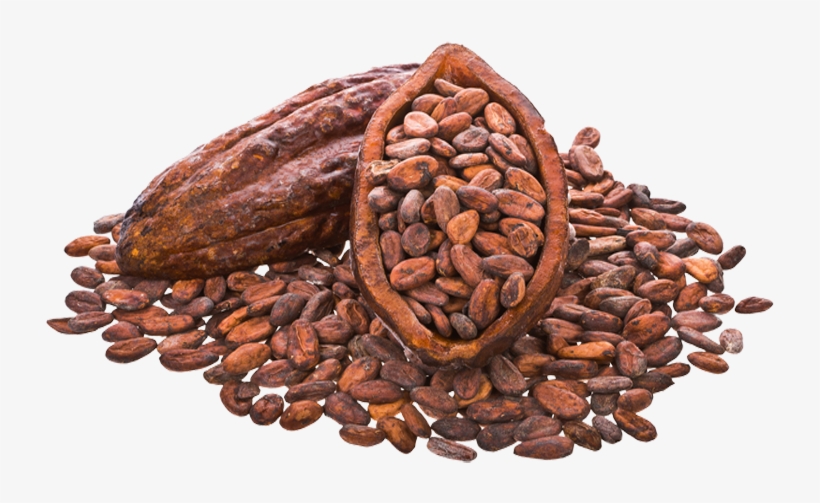 Cocoa Beans Png Image - Cocoa Bean, transparent png download
