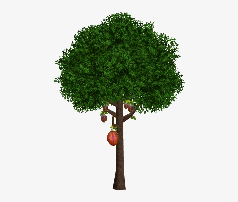 Cocoa Tree - Cocoa Tree Png, transparent png download