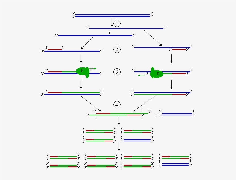 No Higher Resolution Available - Cycles 2 And 3 Of Pcr, transparent png download