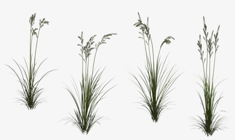 Xi > - Wheat Texture Png, transparent png download