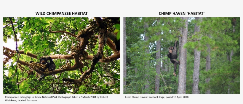 Financial And Cost Considerations - Chimpanzee Eating, transparent png download