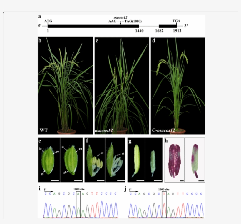 Male Sterility - Complementation, transparent png download