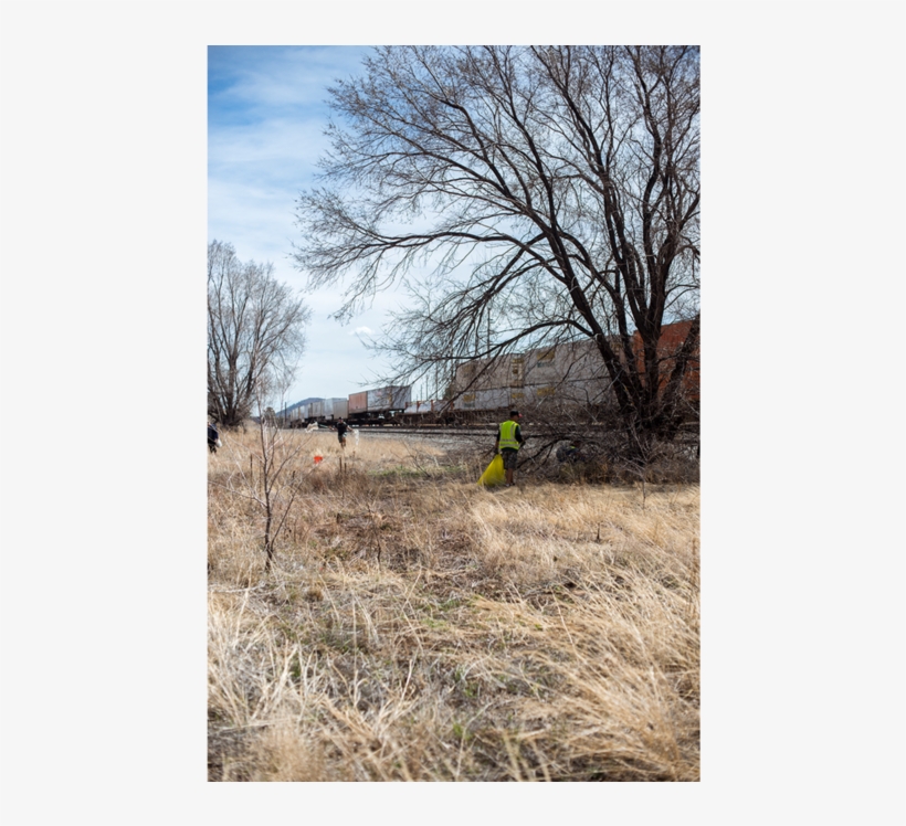 Dsc 9956 - Tree, transparent png download