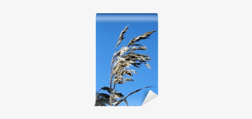 Phragmites, transparent png download