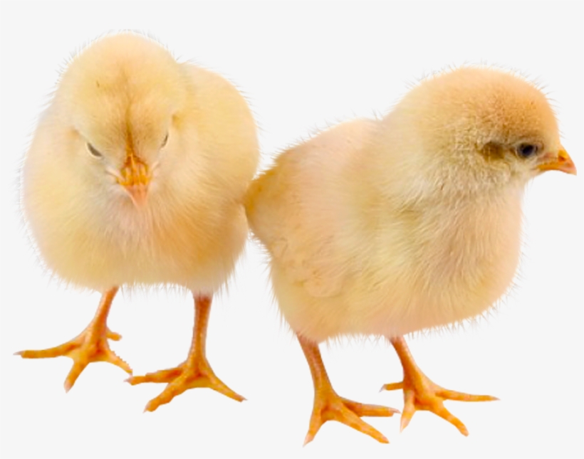Baby Chicken Png High-quality Image - Chicken, transparent png download