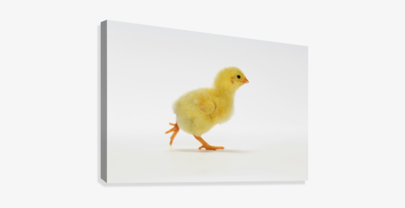 Baby Chicken - Great Big Canvas Thomas Kitchin Premium Thick-wrap, transparent png download