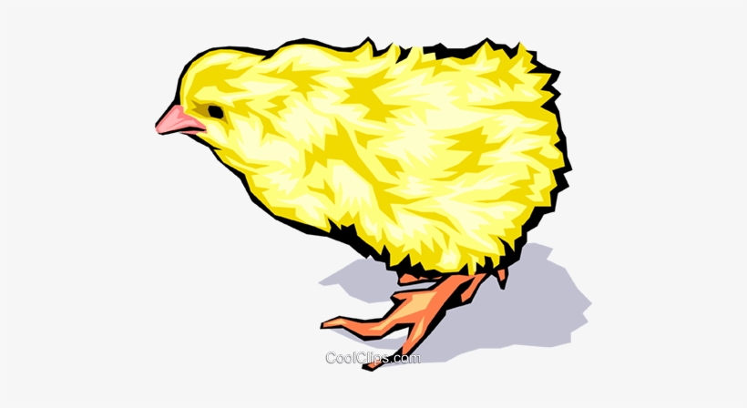 Baby Chicken Royalty Free Vector Clip Art Illustration - Baby Chicken, transparent png download