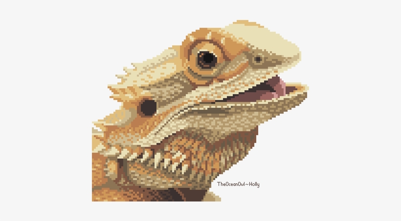 Download Png Image Report - Bearded Dragon, transparent png download