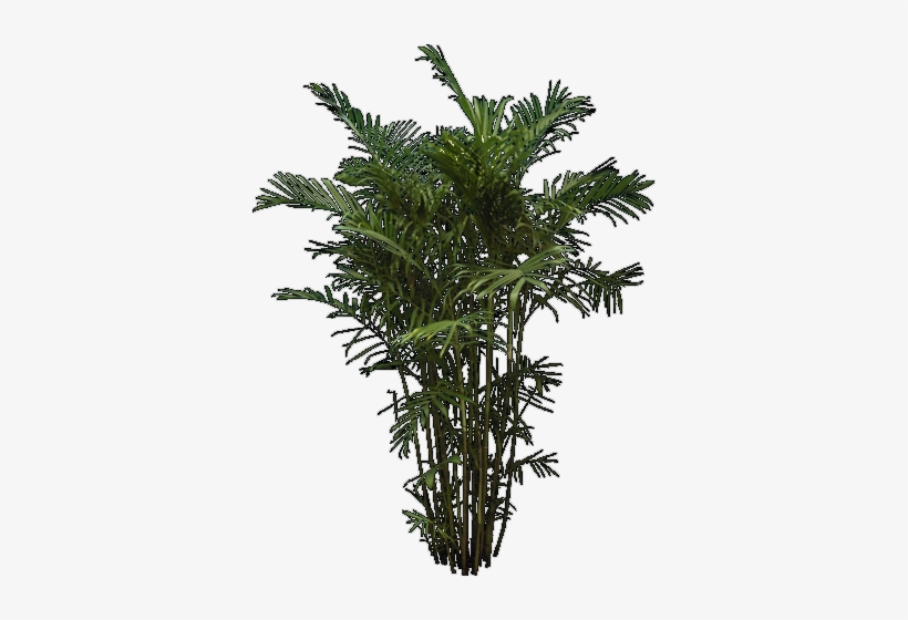 Tree - Garden, transparent png download