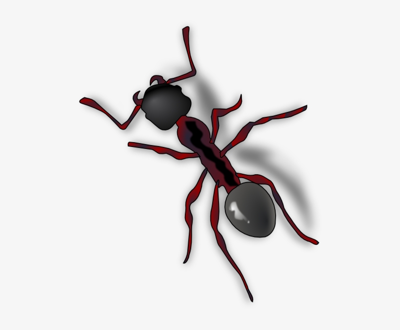 Ant Close Up Svg Clip Arts 504 X 598 Px, transparent png download