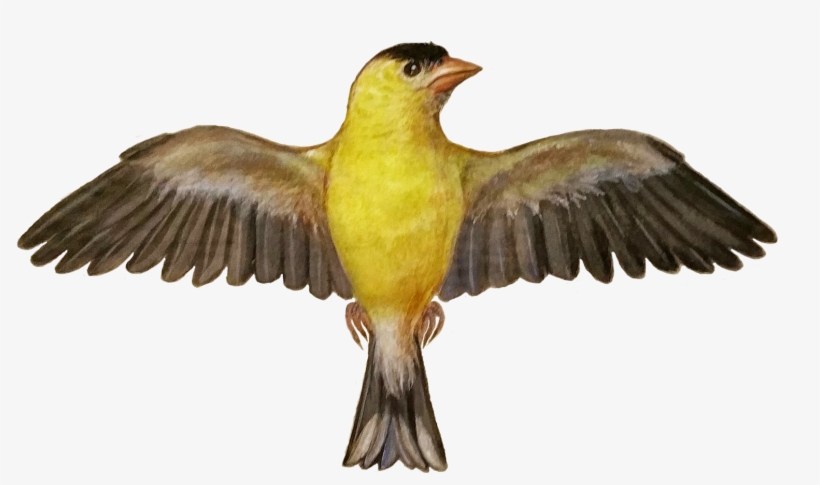 Add Media Report Rss Png Kanary 2 - Portable Network Graphics, transparent png download